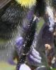 Bombus sp.